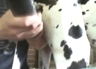 Zoo sex with a fleshlight and the dog fucking