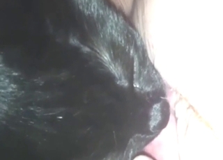 Bestiality porn with a cat that licks hot pussy