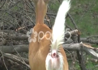 Deer flick: animal shitting wild outdoors