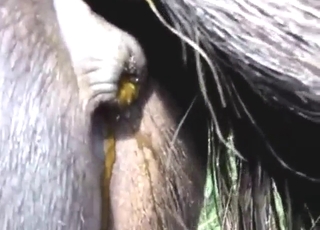 Close-up pony shitting session, sexy beast
