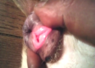 Pitbull cumming insane in zoo-porn orgasm