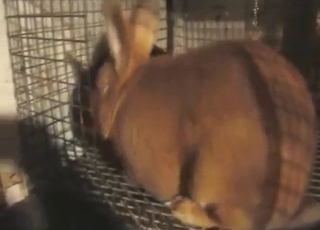 Rabbit mating madness in beast-fuck frenzy