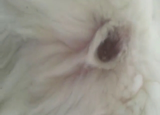 Husky pissing hot n' looking fucking ready