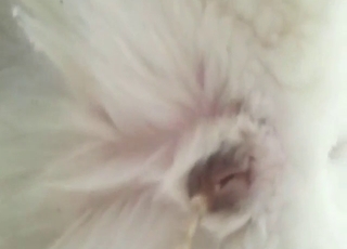 Husky pissing hot n' looking fucking ready