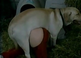 Dog pounding me in the hayloft