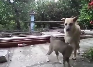 Sexy doggy is trying to fuck a kitty