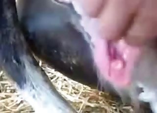 Teasing dog's dripping hole on cam