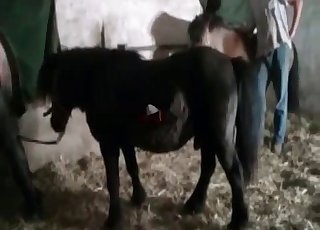 This young horse bangs like a porn actor