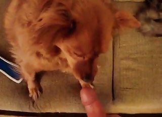 Doggy is trying to blow me