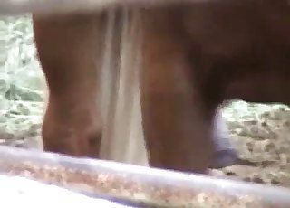 Brown dog showing off its hot cock