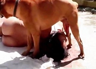 Brown dog is the hottest dog ever