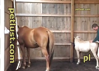 Man nicely fucked his pony from behind