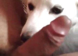 Husky licking those balls on cam
