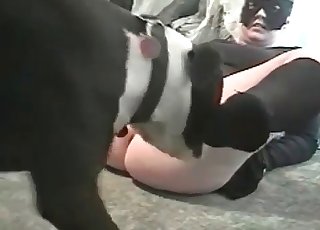 Dog loves big booties more than anything