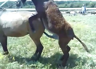 Stunning horses having amazing bestiality XXX