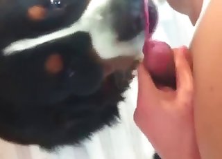 Guy cums all over his dog's face