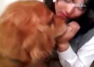 Trained doggies are licking a juicy pussy